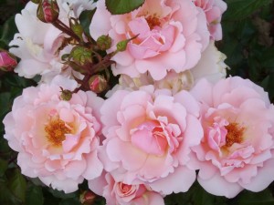 VALENTINE HEART (floribunda)